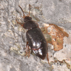 Olophrum obtectum
