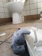 Columba livia domestica