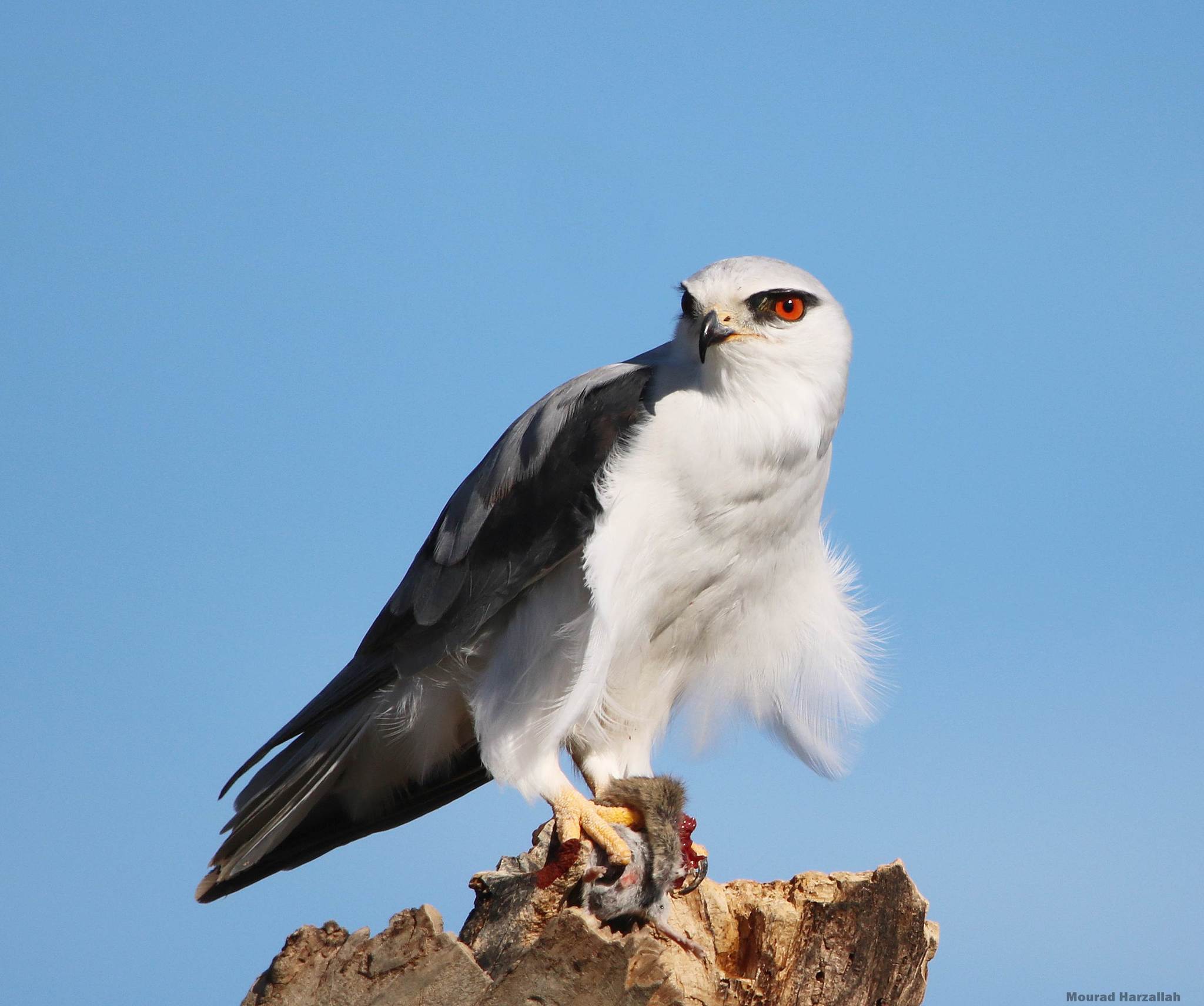 Black-winged Kite (Elanus caeruleus)