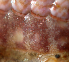 Boreochiton ruber
