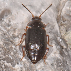 Olophrum obtectum