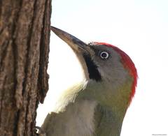 Picus vaillantii