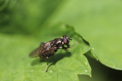 Dusky-banded Leafwalker, Lisse, Zuid-Holland, Netherlands, photo 4 of 10