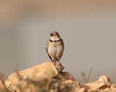 Melanocorypha calandra