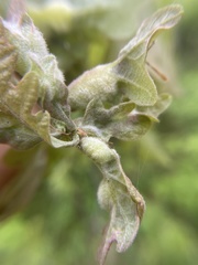 Macrodiplosis niveipila