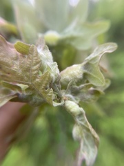 Macrodiplosis niveipila