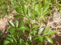 Fraxinus berlandieriana