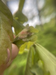 Macrodiplosis niveipila