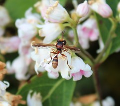 Physocephala marginata