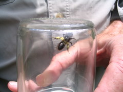 Andrena milwaukeensis