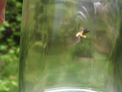 Andrena milwaukeensis