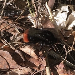 Bombus lapidarius