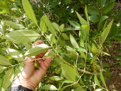 Fraxinus berlandieriana