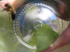 Andrena milwaukeensis