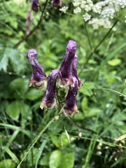 Aconitum moldavicum