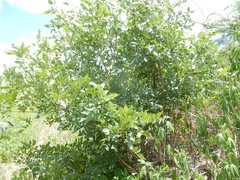 Fraxinus berlandieriana