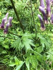 Aconitum moldavicum