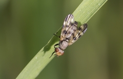 Melieria