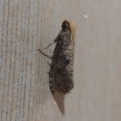 Acrolophus propinqua