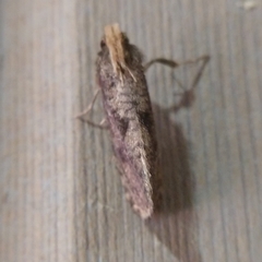 Acrolophus propinqua