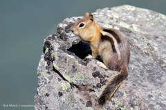 Callospermophilus lateralis chrysodeirus