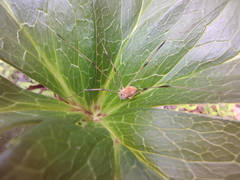 Leiobunum aldrichi