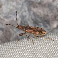 Neopamera albocincta