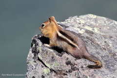 Callospermophilus lateralis chrysodeirus