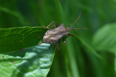 Coreus marginatus