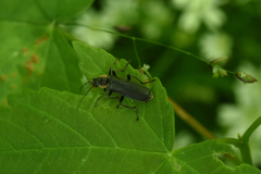 Cantharis obscura