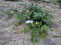 Capparis orientalis