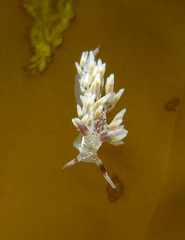Cuthona hamanni
