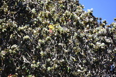 Chlorodrepanis virens wilsoni