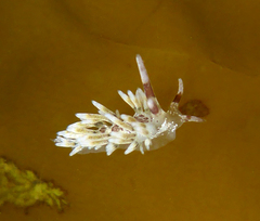 Cuthona hamanni
