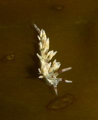 Cuthona hamanni