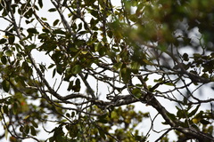 Chlorodrepanis virens wilsoni