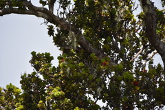 Chlorodrepanis virens wilsoni