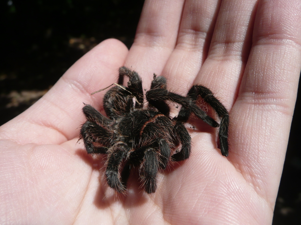 Argentinean rose tarantula