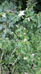 Philadelphus coronarius