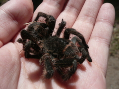 Grammostola burzaquensis