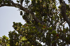 Chlorodrepanis virens wilsoni