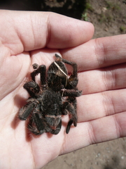 Grammostola burzaquensis