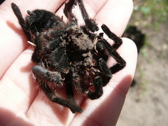 Grammostola burzaquensis