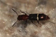 Paratillus carus