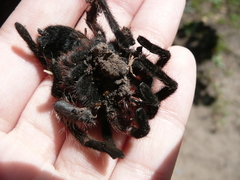 Grammostola burzaquensis