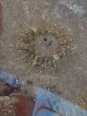 Anthopleura biscayensis