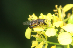 Syritta pipiens