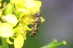 Syritta pipiens