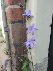Campanula poscharskyana