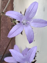 Campanula poscharskyana